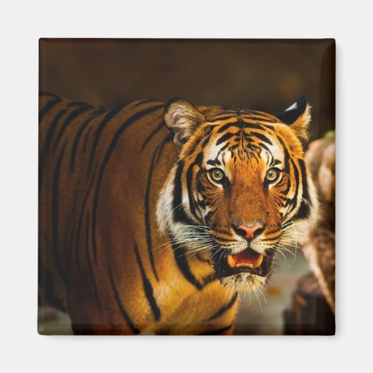 Close-up Tiger Magneet (Voorkant)