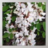 Close-up van acaciabloemen poster (Voorkant)