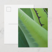 Close-up van Agave Briefkaart (Voorkant / Achterkant)