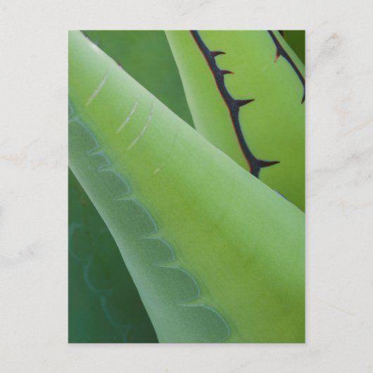 Close-up van Agave Briefkaart (Voorkant)