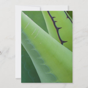 Close-up van Agave Kaart