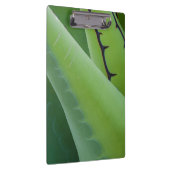 Close-up van Agave Klembord (Rechts)