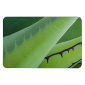 Close-up van agave magneet (Horizontaal)
