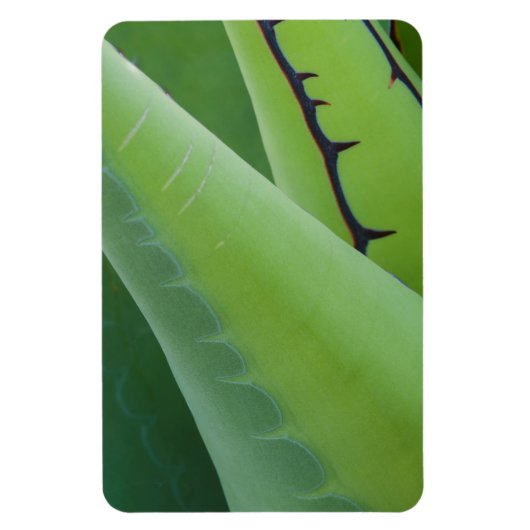 Close-up van agave magneet (Verticaal)