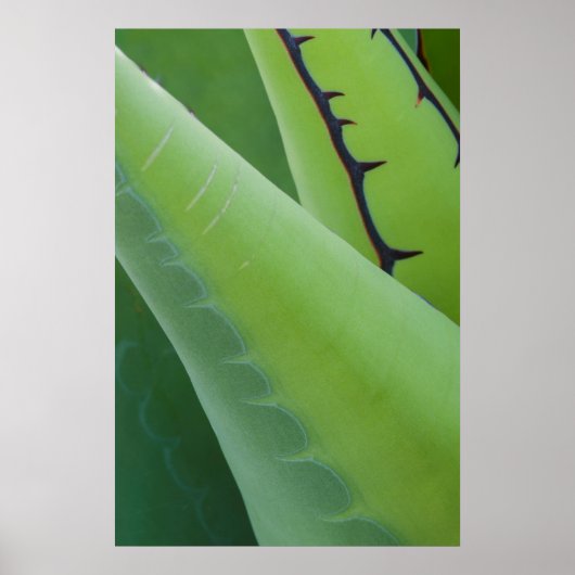 Close-up van Agave Poster (Voorkant)