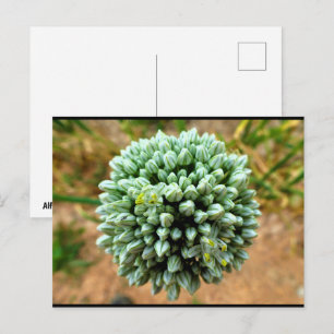 Close-up van Allium, wilde ui bloesem Briefkaart