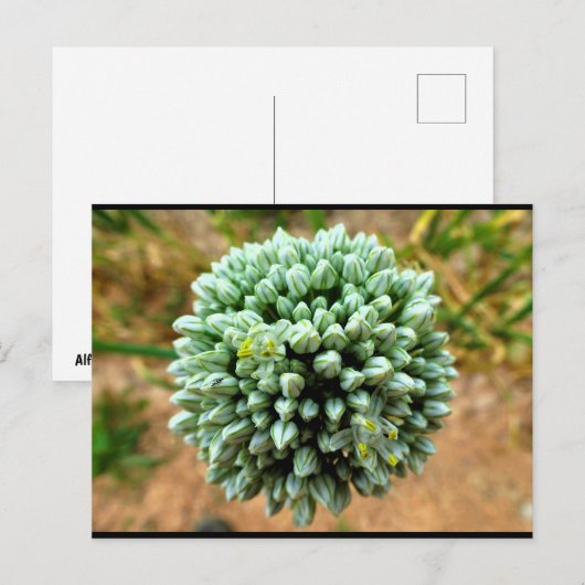 Close-up van Allium, wilde ui bloesem Briefkaart (Voorkant / Achterkant)