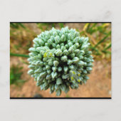 Close-up van Allium, wilde ui bloesem Briefkaart (Voorkant)