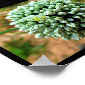 Close-up van Allium, wilde ui bloesem Poster (Hoek)