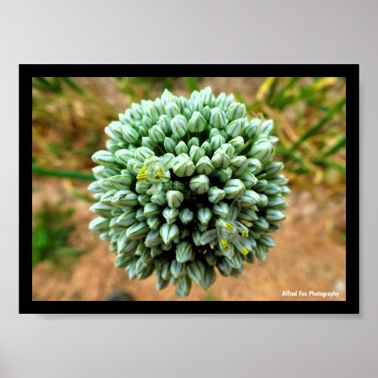 Close-up van Allium, wilde ui bloesem Poster (Voorkant)