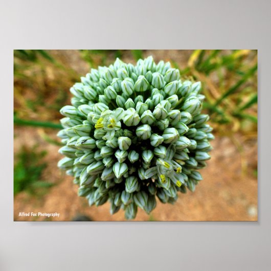 Close-up van Allium, wilde ui bloesem Poster (Voorkant)