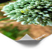 Close-up van Allium, wilde ui bloesem Poster (Hoek)