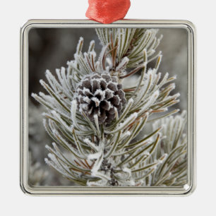 Close-up van bevroren pijnboomkegel, Yellowstone Metalen Ornament