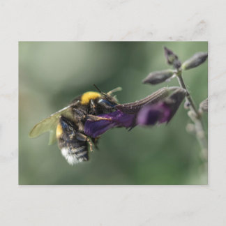 Close-up van bijen op bloem briefkaart