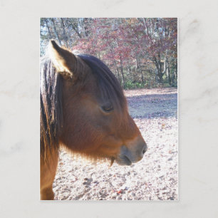Close-up van bruin paard, klein bruin pony briefkaart