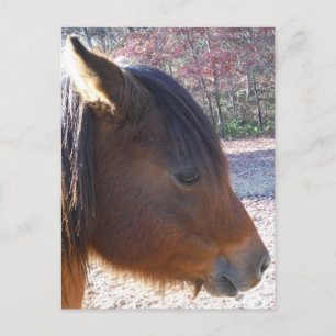 Close-up van bruin paard, Klein bruin pony Briefkaart