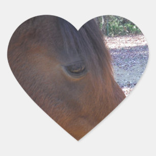 Close-up van bruin paard, Klein bruin pony Hart Sticker