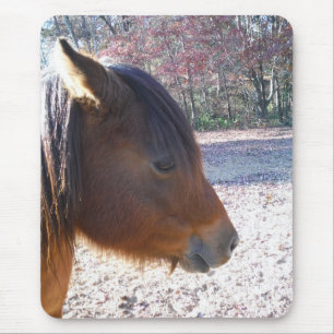 Close-up van bruin paard, Klein bruin pony Muismat