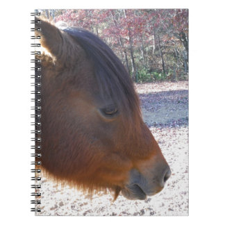 Close-up van bruin paard, Klein bruin pony Notitieboek