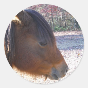 Close-up van bruin paard, klein bruin pony ronde sticker