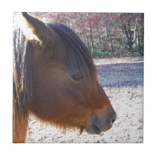 Close-up van bruin paard, Klein bruin pony Tegeltje