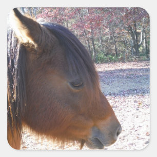 Close-up van bruin paard, klein bruin pony vierkante sticker