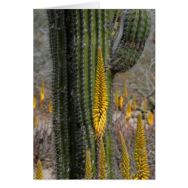 Close-up van cactus en agave (Voorkant)