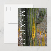 Close-up van cactus en agave briefkaart (Voorkant / Achterkant)
