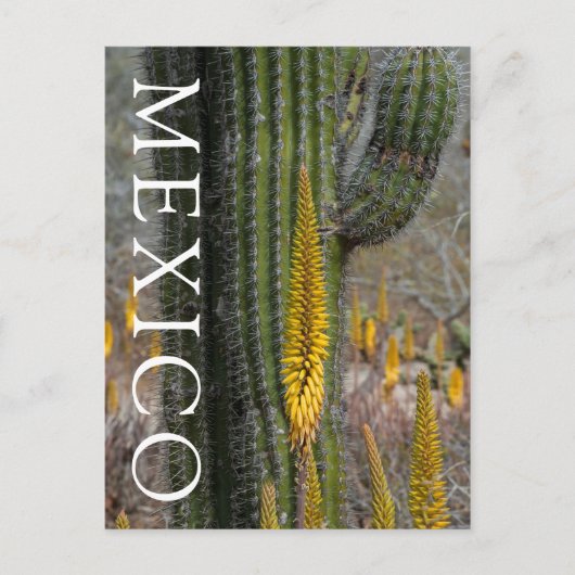 Close-up van cactus en agave briefkaart (Voorkant)