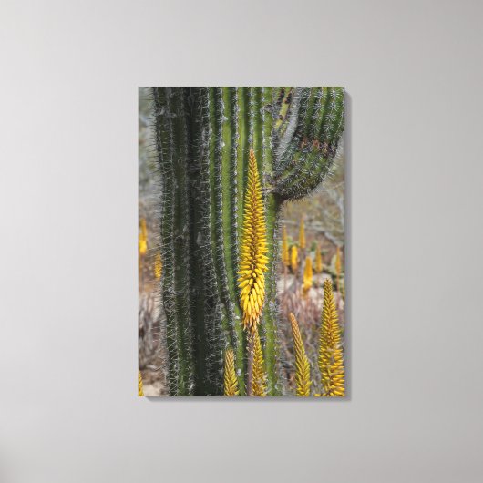 Close-up van cactus en agave canvas afdruk (Voorkant)