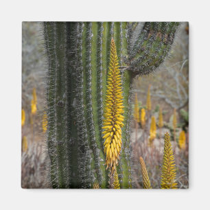 Close-up van cactus en agave magneet