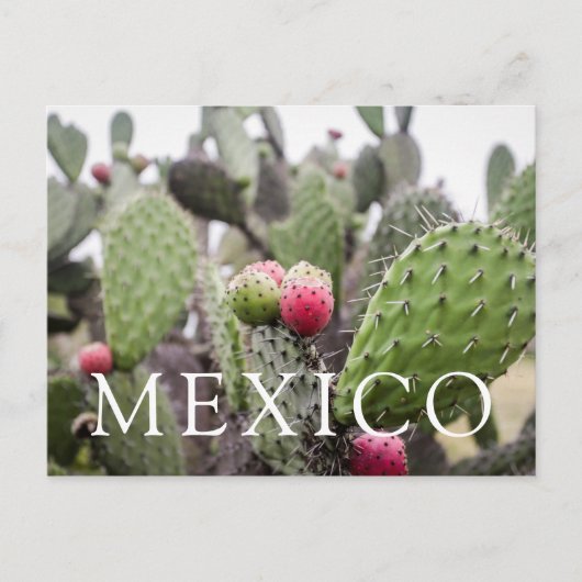 Close-up van cactusvijg briefkaart (Voorkant)