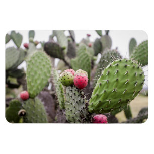 Close-up van cactusvijg magneet