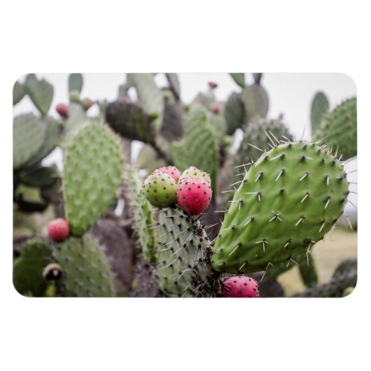Close-up van cactusvijg magneet (Horizontaal)