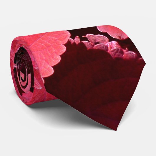 Close-up van coleus stropdas (Opgerold)