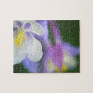 Close-up van Colorado Columbine bloem. Legpuzzel