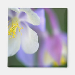 Close-up van Colorado Columbine bloem. Magneet
