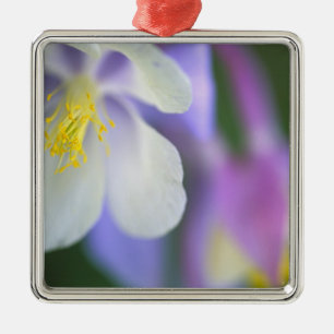 Close-up van Colorado Columbine bloem. Metalen Ornament