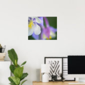 Close-up van Colorado Columbine bloem. Poster (Thuiskantoor)