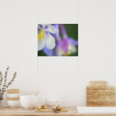 Close-up van Colorado Columbine bloem. Poster (Keuken)