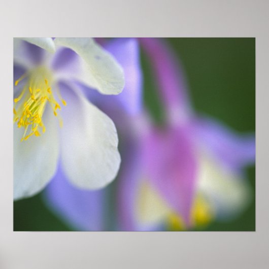 Close-up van Colorado Columbine bloem. Poster (Voorkant)