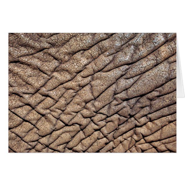 Close-up van de huid van een Afrikaanse olifant (Voorkant Horizontaal)