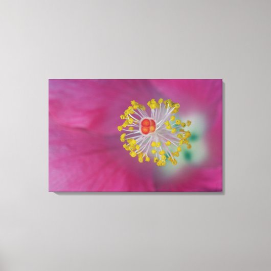 Close-up van de meeldraden van de hibiscusbloem, H Canvas Afdruk (Voorkant)