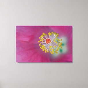 Close-up van de meeldraden van de hibiscusbloem, H Canvas Afdruk