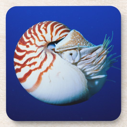 Close-up van de Nautilus Bier Onderzetter (Voorkant)
