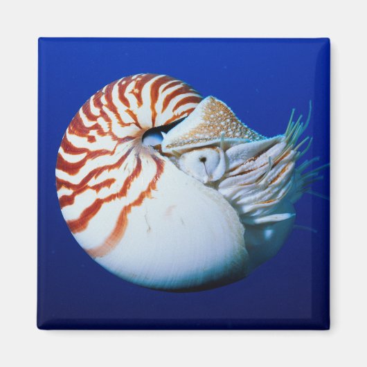 Close-up van de Nautilus Magneet (Voorkant)
