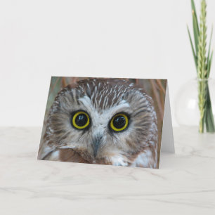 Close-up van de noordelijke Saw-White Uil Kaart