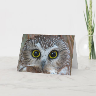 Close-up van de noordelijke Saw-White Uil Kaart