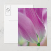 Close-up van de onderkant van tulp bloem, 2 briefkaart (Voorkant / Achterkant)