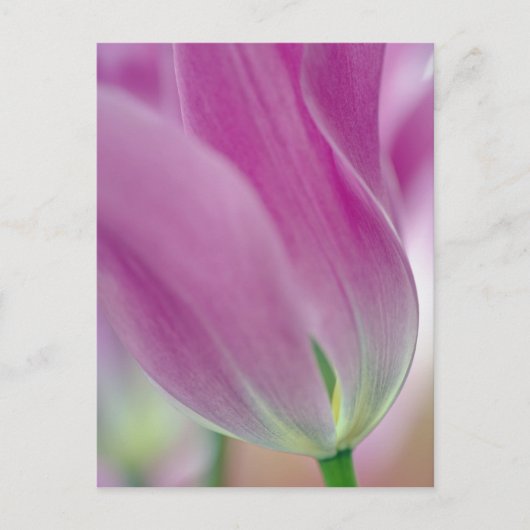 Close-up van de onderkant van tulp bloem, 2 briefkaart (Voorkant)